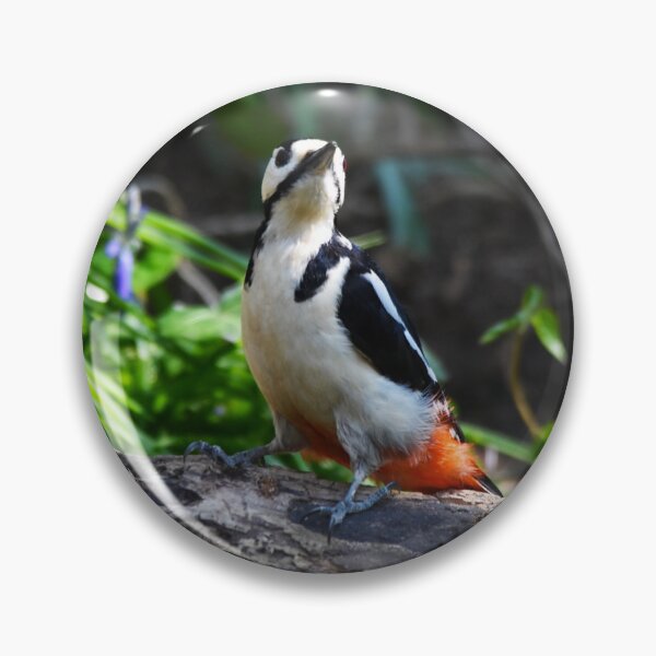 Item preview, Great Spotted Woodpecker on Woodland Log designed and sold by Shanguai.