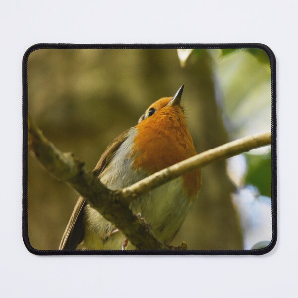 Item preview, Robin Looking Up From Woodland Branch designed and sold by Shanguai.