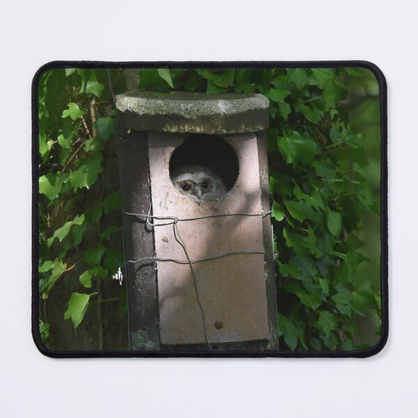 Item preview, Owl Peeking From Ivy Covered Nest Box designed and sold by Shanguai.