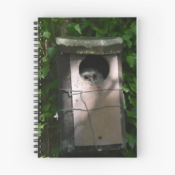 Item preview, Owl Peeking From Ivy Covered Nest Box designed and sold by Shanguai.