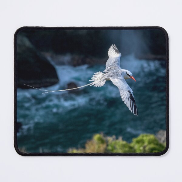 Item preview, Red billed tropicbird designed and sold by Rachel Lee Young - Land of the Hummingbird.