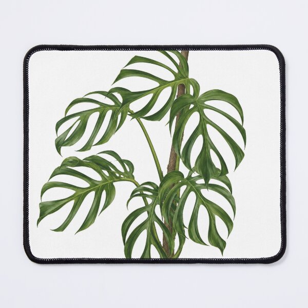 Item preview, Monstera Burle Marx Botanical Illustration designed and sold by Mikena1996.