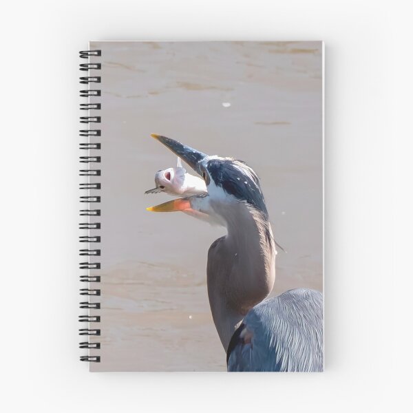 Item preview, Blue Heron Playing Catch with its Fish Dinner designed and sold by South 500 Photography.
