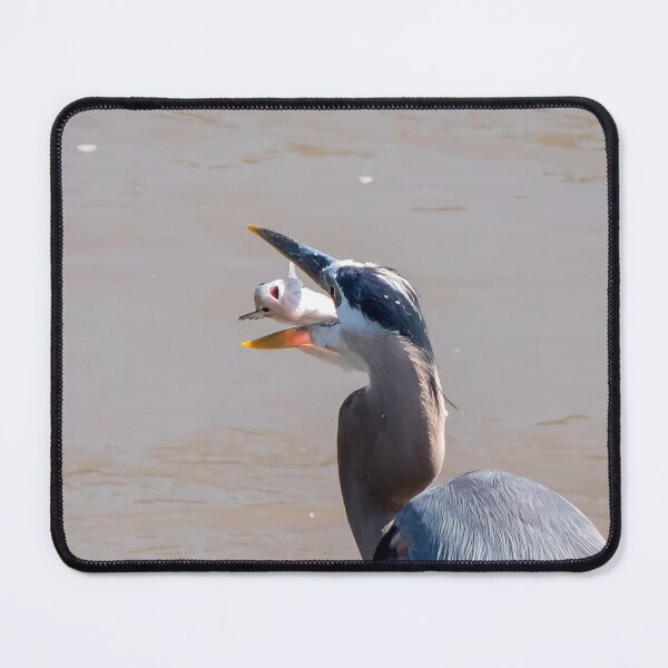 Item preview, Blue Heron Playing Catch with its Fish Dinner designed and sold by South 500 Photography.