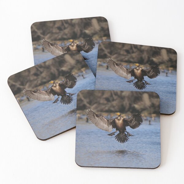 Item preview, Cormorant coming in Hot.  designed and sold by South 500 Photography.