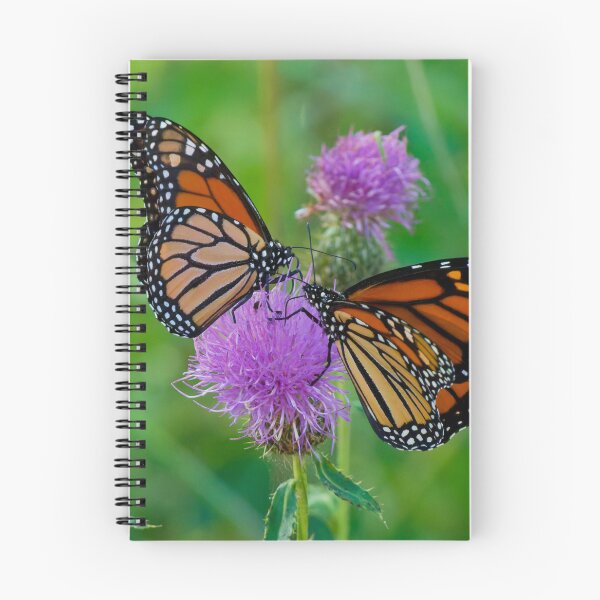 Item preview, Two Monarch Butterflies share the same Purple Thistle. designed and sold by South 500 Photography.