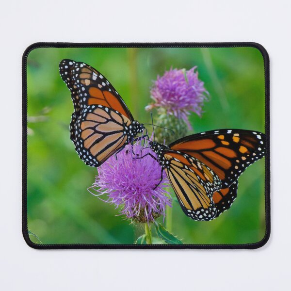 Item preview, Two Monarch Butterflies share the same Purple Thistle. designed and sold by South 500 Photography.
