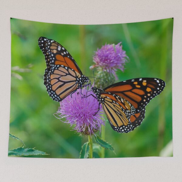Item preview, Two Monarch Butterflies share the same Purple Thistle. designed and sold by South 500 Photography.