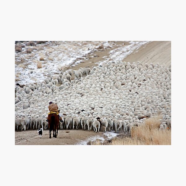 Wave of Sheep, Red Desert, Wyoming Photographic Print