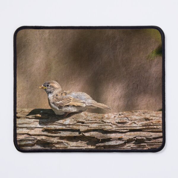 Item preview, Juvenile House Sparrow designed and sold by CarolM.