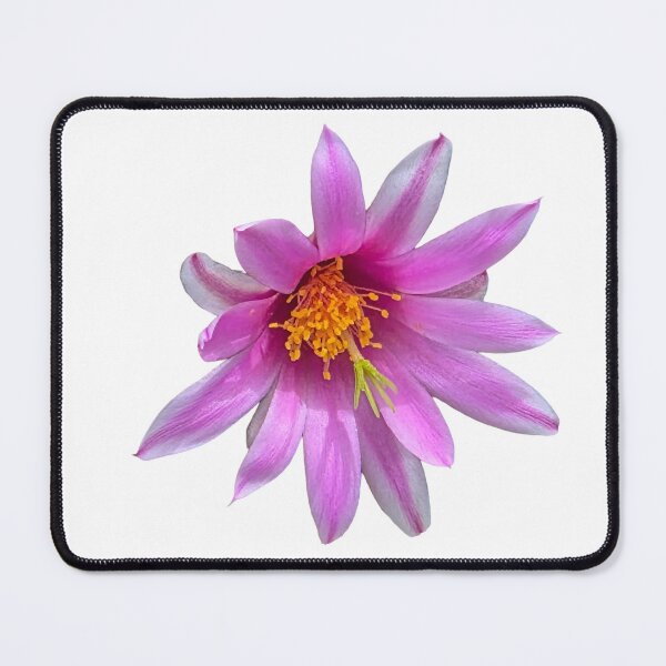 Item preview, Purple and white pinchushion cactus flower designed and sold by Creative Endeavors ..