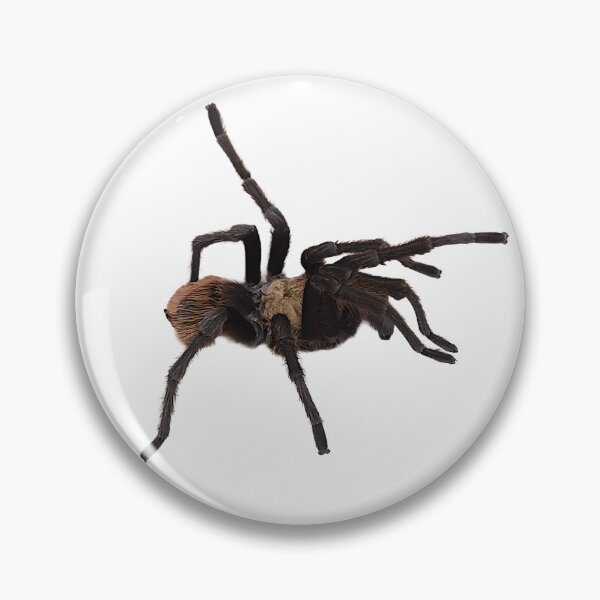 Item preview, Tarantula with red abdominal urticarial hairs designed and sold by Creative Endeavors ..