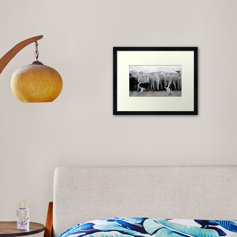 Sheep Dog in Training, Red Desert, Wyoming Framed Art Print