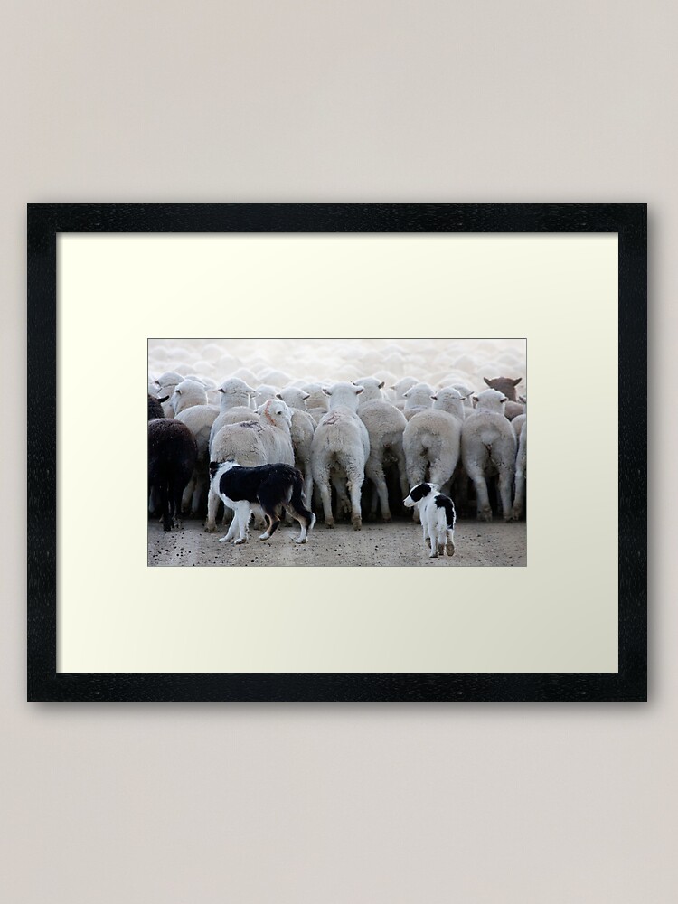 Alternate view of Sheep Dog in Training, Red Desert, Wyoming Framed Art Print