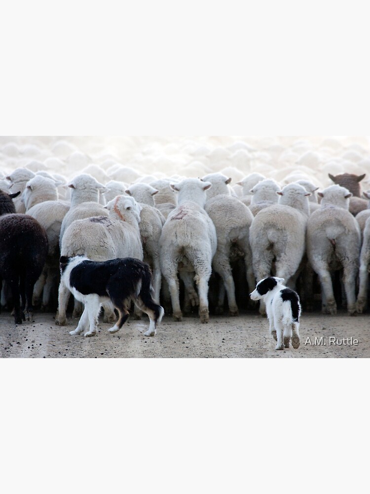Sheep Dog in Training, Red Desert, Wyoming by annruttle
