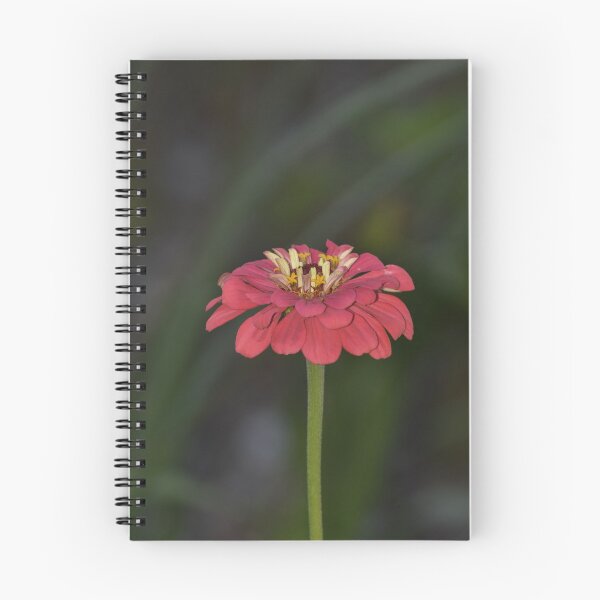 Item preview, Pink Zinnia Flower on Dark Bokeh Background Photography designed and sold by TathataPhotos.