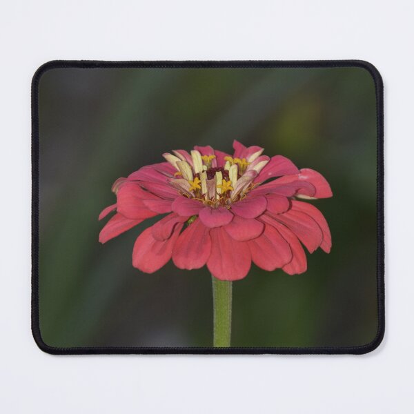 Item preview, Pink Zinnia Flower on Dark Bokeh Background Photography designed and sold by TathataPhotos.