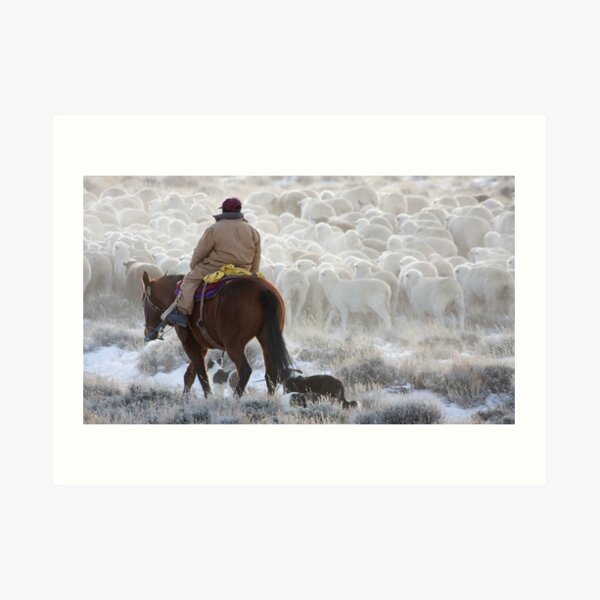 Sheep Herding, Red Desert, Wyoming Art Print