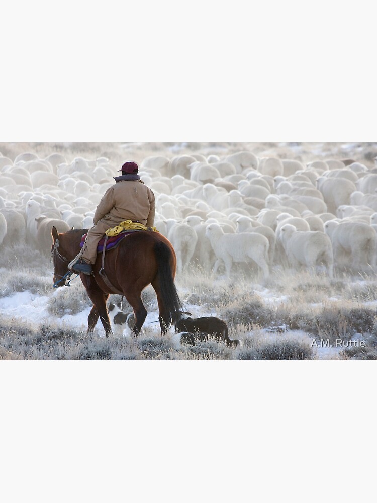 Sheep Herding, Red Desert, Wyoming by annruttle