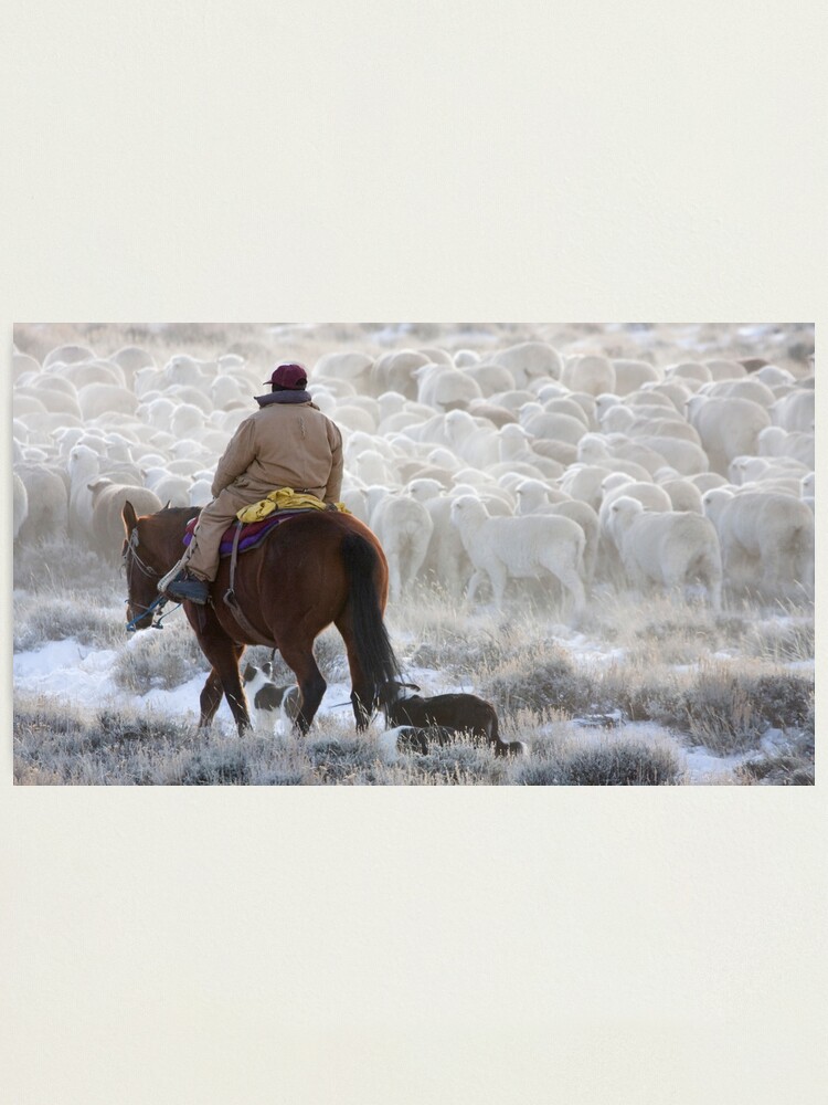 Alternate view of Sheep Herding, Red Desert, Wyoming Photographic Print