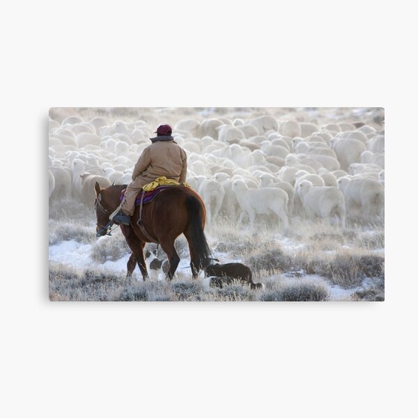Sheep Herding, Red Desert, Wyoming Canvas Print