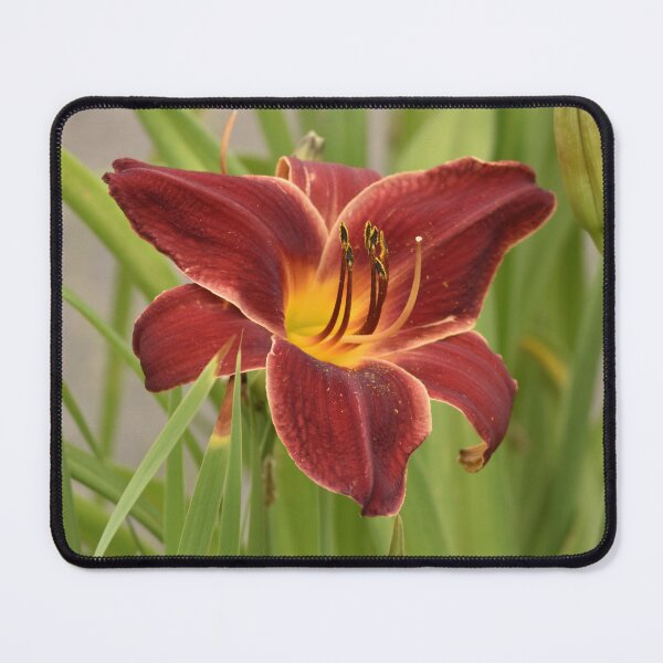 Item preview, Crimson Daylily Bloom with Yellow Throat designed and sold by TathataPhotos.