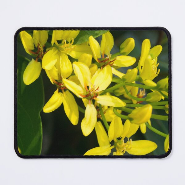 Item preview, Australian Gold Vine, Maiden's Jealousy, or Shower of Gold Climber designed and sold by ROSE ANN BANILAR.