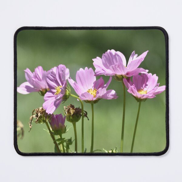 Item preview, Five Purple Cosmos Flowers with Buds in Garden designed and sold by TathataPhotos.