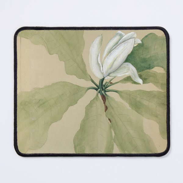 Item preview, Study of Magnolia Blossom Tiffany & Co designed and sold by generalbonkers.
