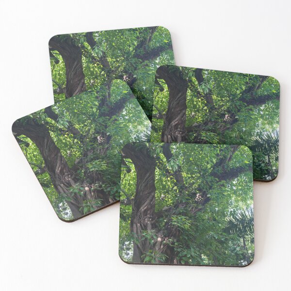Item preview, Balete Tree designed and sold by ROSE ANN BANILAR.