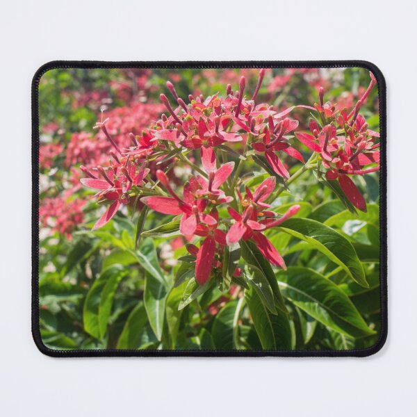 Item preview, Flaming Beauty or Giant Pentas designed and sold by ROSE ANN BANILAR.