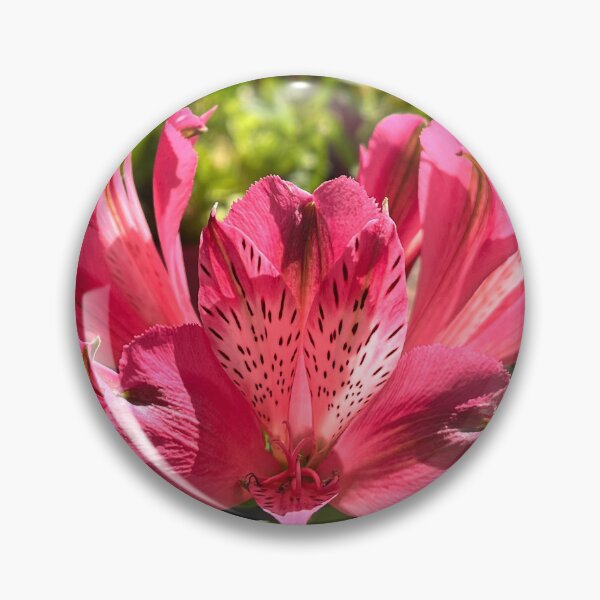 Item preview, Pink Alstroemeria Flower Botanical Photography designed and sold by Be Captured by Brittany Emma.