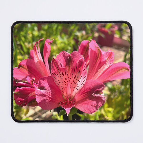 Item preview, Pink Alstroemeria Flower Botanical Photography designed and sold by Be Captured by Brittany Emma.