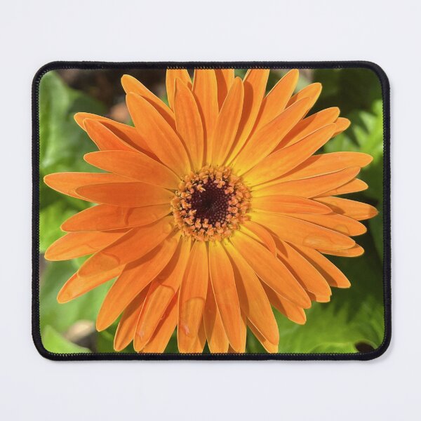 Item preview, Orange Gerbera Daisy Botanical Photography designed and sold by Be Captured by Brittany Emma.