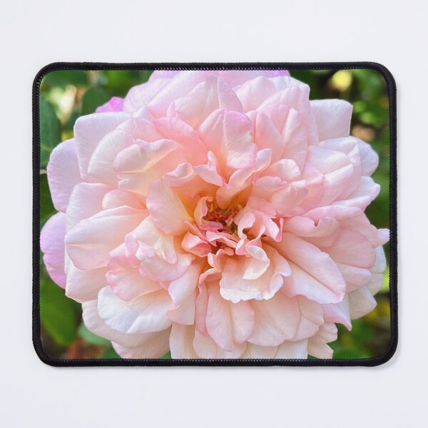 Item preview, Blush Pink Rose Botanical Photography designed and sold by Be Captured by Brittany Emma.