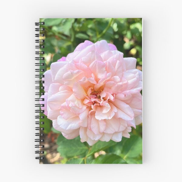 Item preview, Blush Pink Rose Botanical Photography designed and sold by Be Captured by Brittany Emma.