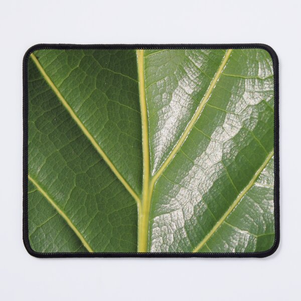 Item preview, Vibrant Green Fiddle Leaf Fig Leaf Macro designed and sold by 27Tammy27.