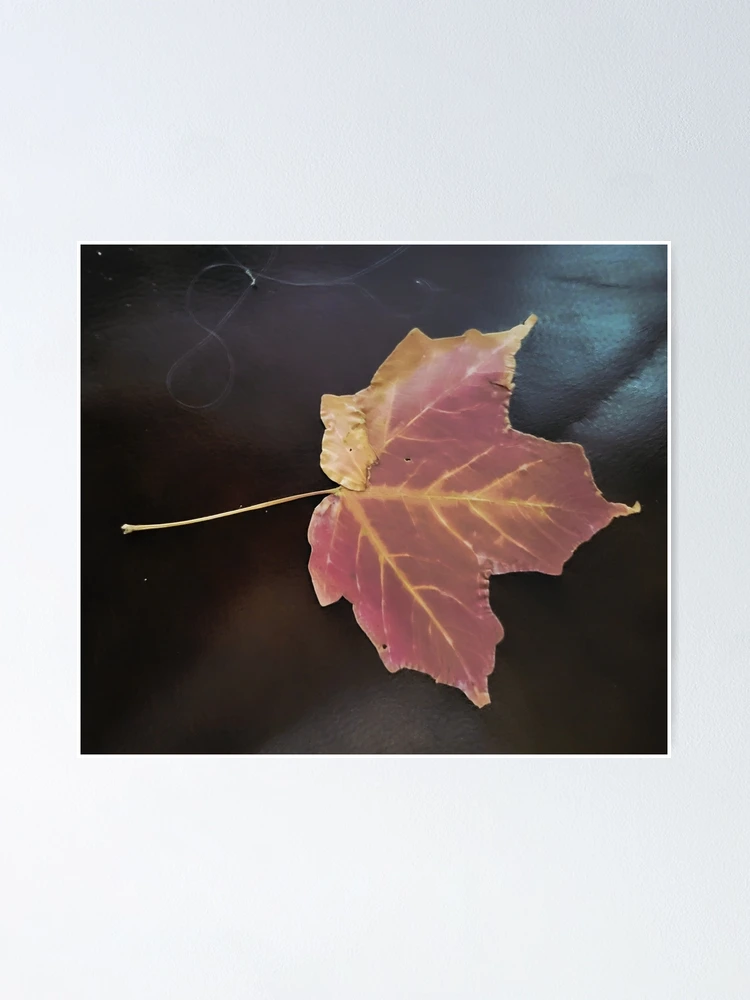 Thumbnail 1 of 3, Poster, Maple Leaf In Fall designed and sold by bobewing.