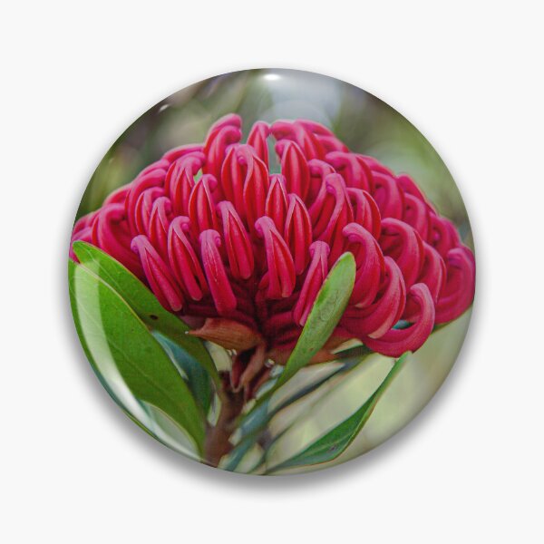 Item preview, Waratah 'Shady Lady' Print | Native Australian Botanical Wall Art designed and sold by MinzMarchStudio.