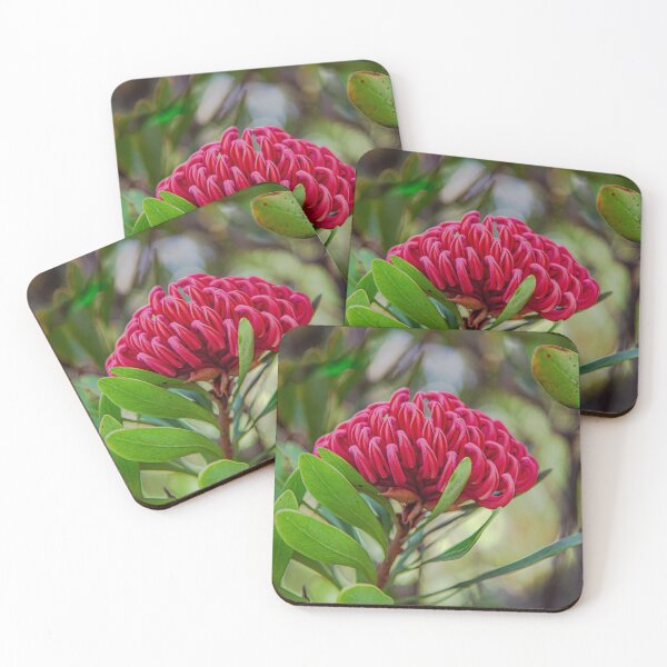 Item preview, Waratah 'Shady Lady' Print | Native Australian Botanical Wall Art designed and sold by MinzMarchStudio.