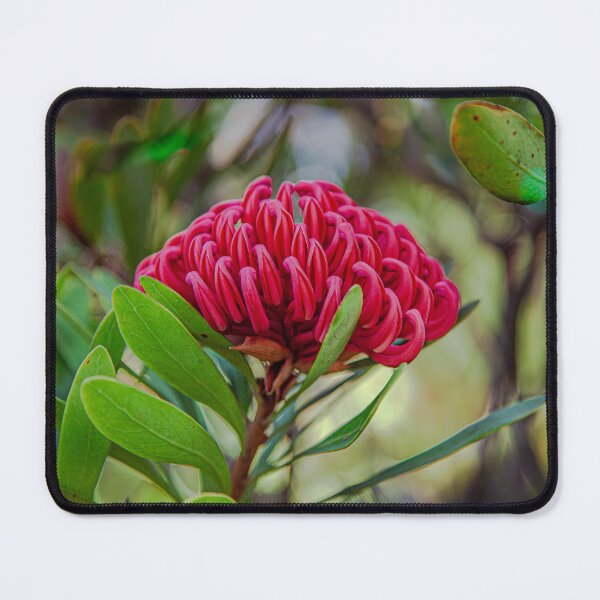 Item preview, Waratah 'Shady Lady' Print | Native Australian Botanical Wall Art designed and sold by MinzMarchStudio.