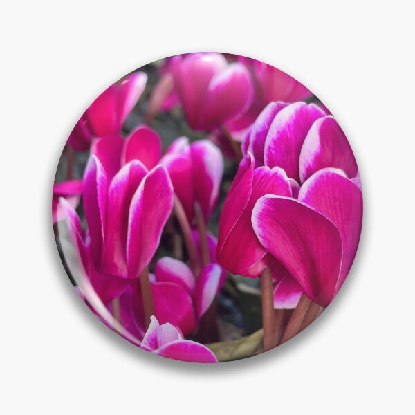 Item preview, Pink Cyclamen Flowers Botanical Photography designed and sold by Be Captured by Brittany Emma.