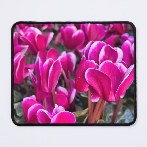 Item preview, Pink Cyclamen Flowers Botanical Photography designed and sold by Be Captured by Brittany Emma.