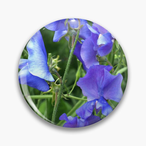 Item preview, Purple Sweetpeas designed and sold by Michaela Perryman.