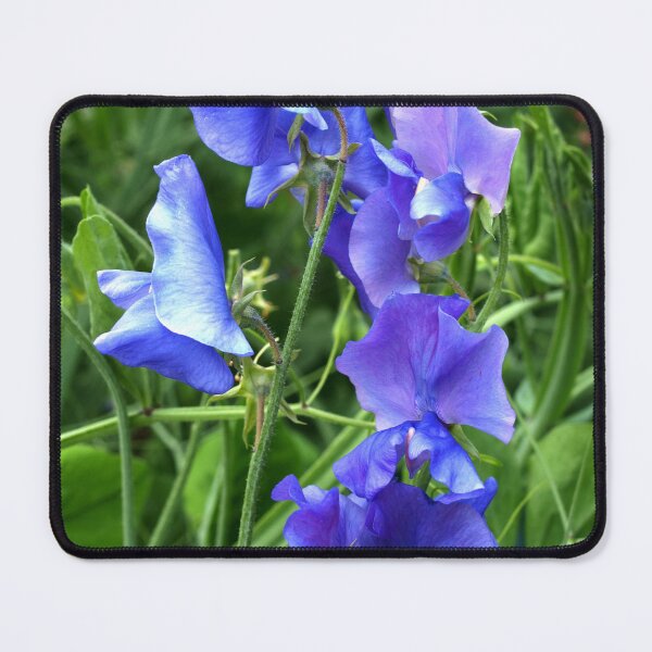 Item preview, Purple Sweetpeas designed and sold by Michaela Perryman.