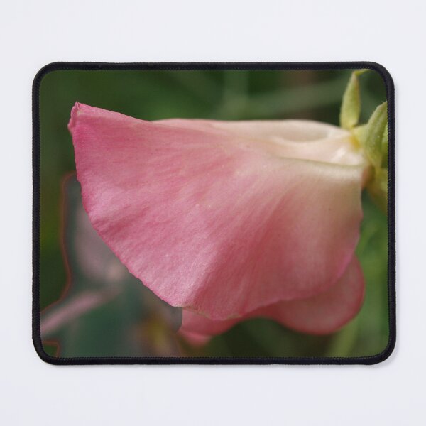 Item preview, Single Sweetpea Flower designed and sold by Michaela Perryman.