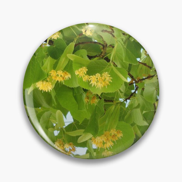 Item preview, Bright and beautiful tilia in bloom designed and sold by AsahiNoAme.