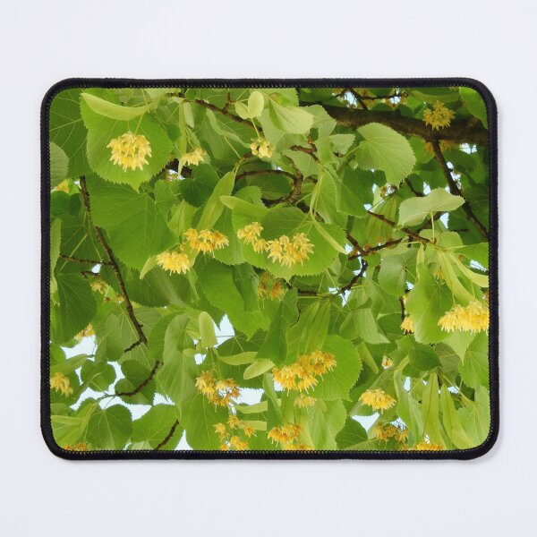 Item preview, Bright and beautiful tilia in bloom designed and sold by AsahiNoAme.