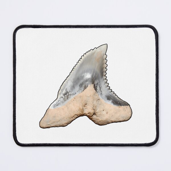 Item preview, Snaggletooth Shark Tooth Hemipristis Serra (Black Border) designed and sold by shguisn.