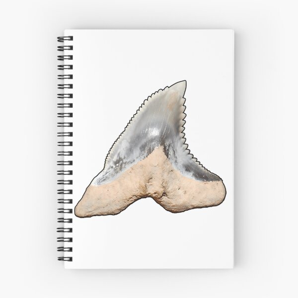 Item preview, Snaggletooth Shark Tooth Hemipristis Serra (Black Border) designed and sold by shguisn.
